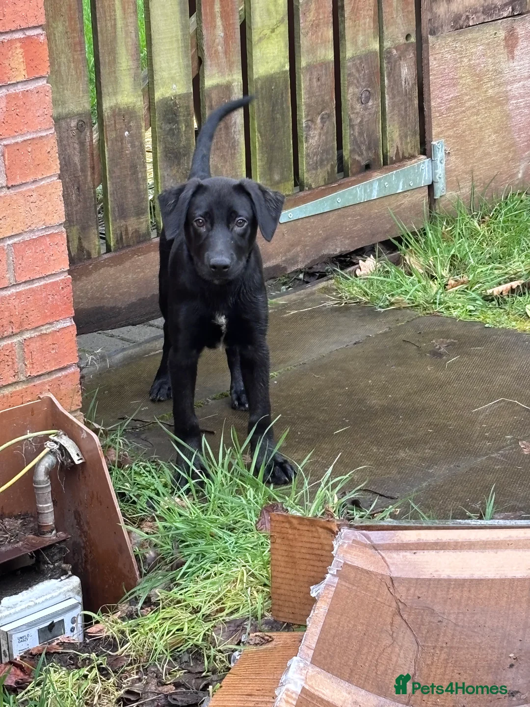 Mixed Breed dogs for sale: Puppy in Glasgow - Advert 3