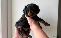 Cavapoo dogs for sale: Cavapoo puppies  - Image 3