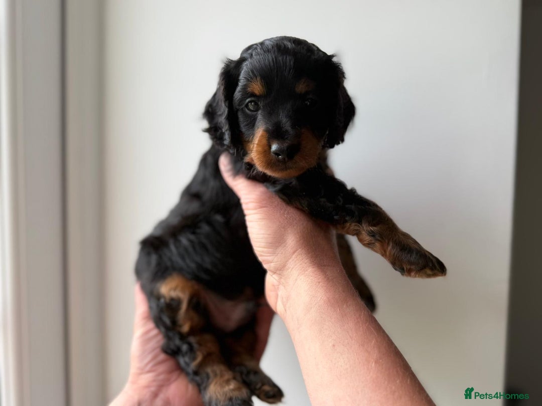Cavapoo dogs for sale: Cavapoo puppies  - Image 3