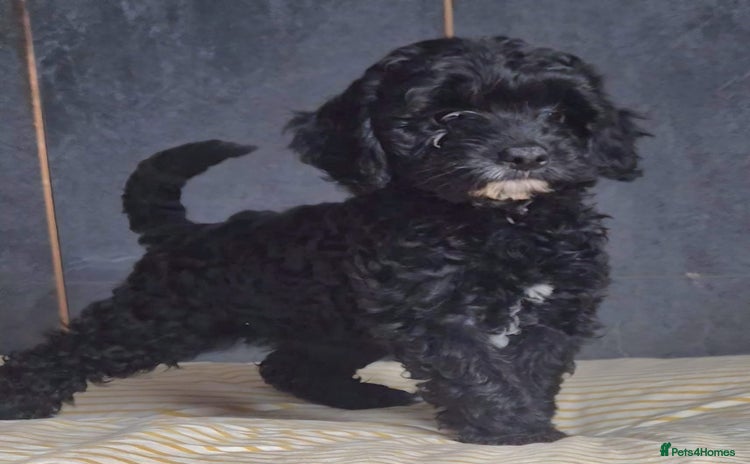 Cockapoo dogs - Advert 7