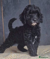 Cockapoo dogs READY NOW Miniature cockapoo puppies - Advert 4