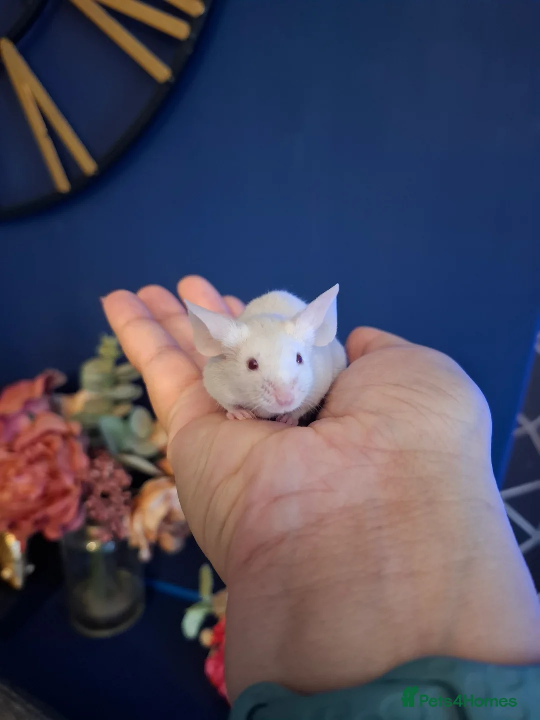 Mouse rodents for sale: Breeding fancy mice plus setups. PET HOME ONLY - Advert 3