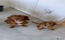 Cocker Spaniel dogs for sale: 🧡 Waiting List OPEN! 🧡 Fox Red WCS - Image 7