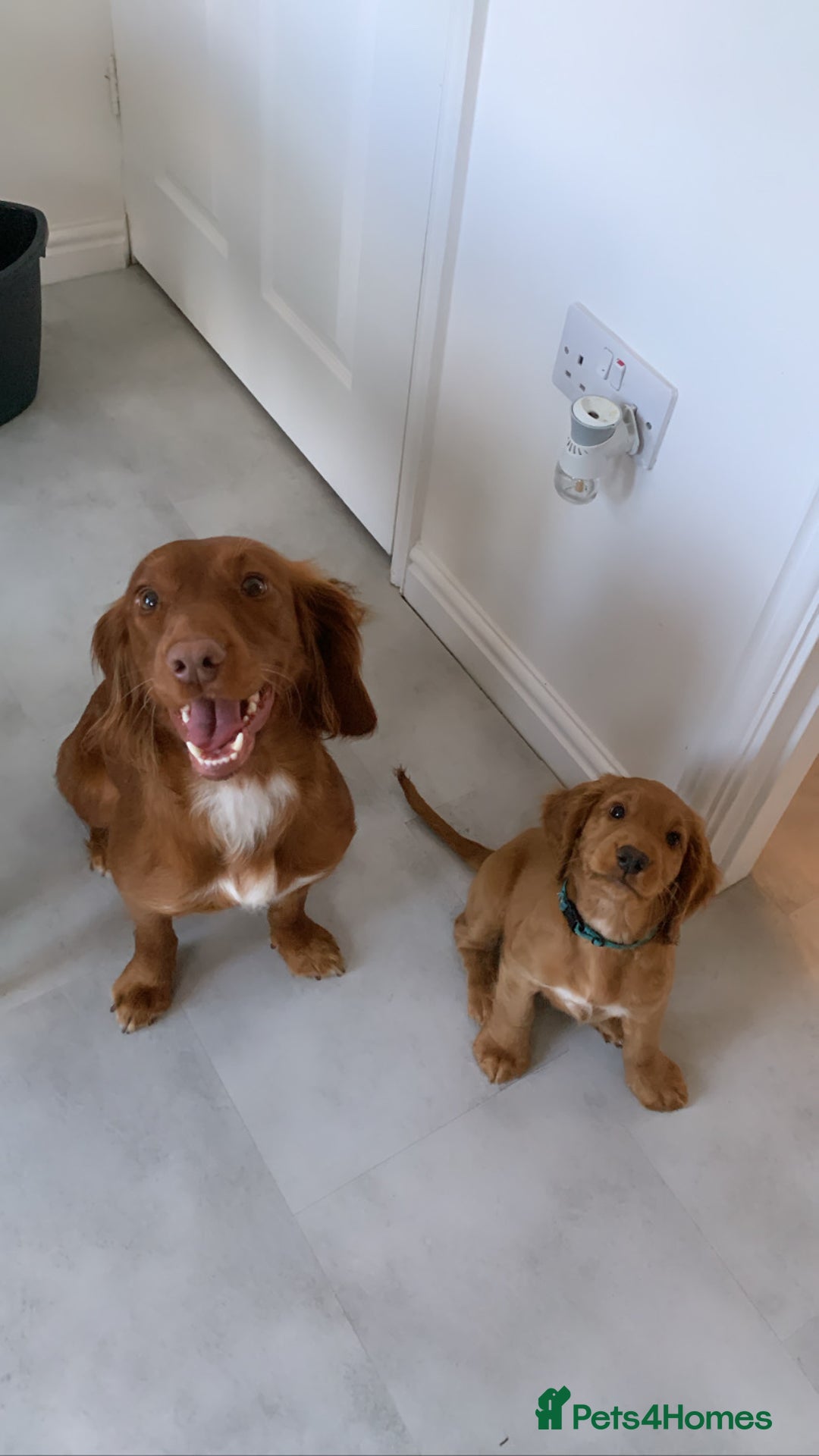 Cocker Spaniel dogs for sale: 🧡 Waiting List OPEN! 🧡 Fox Red WCS - Image 7