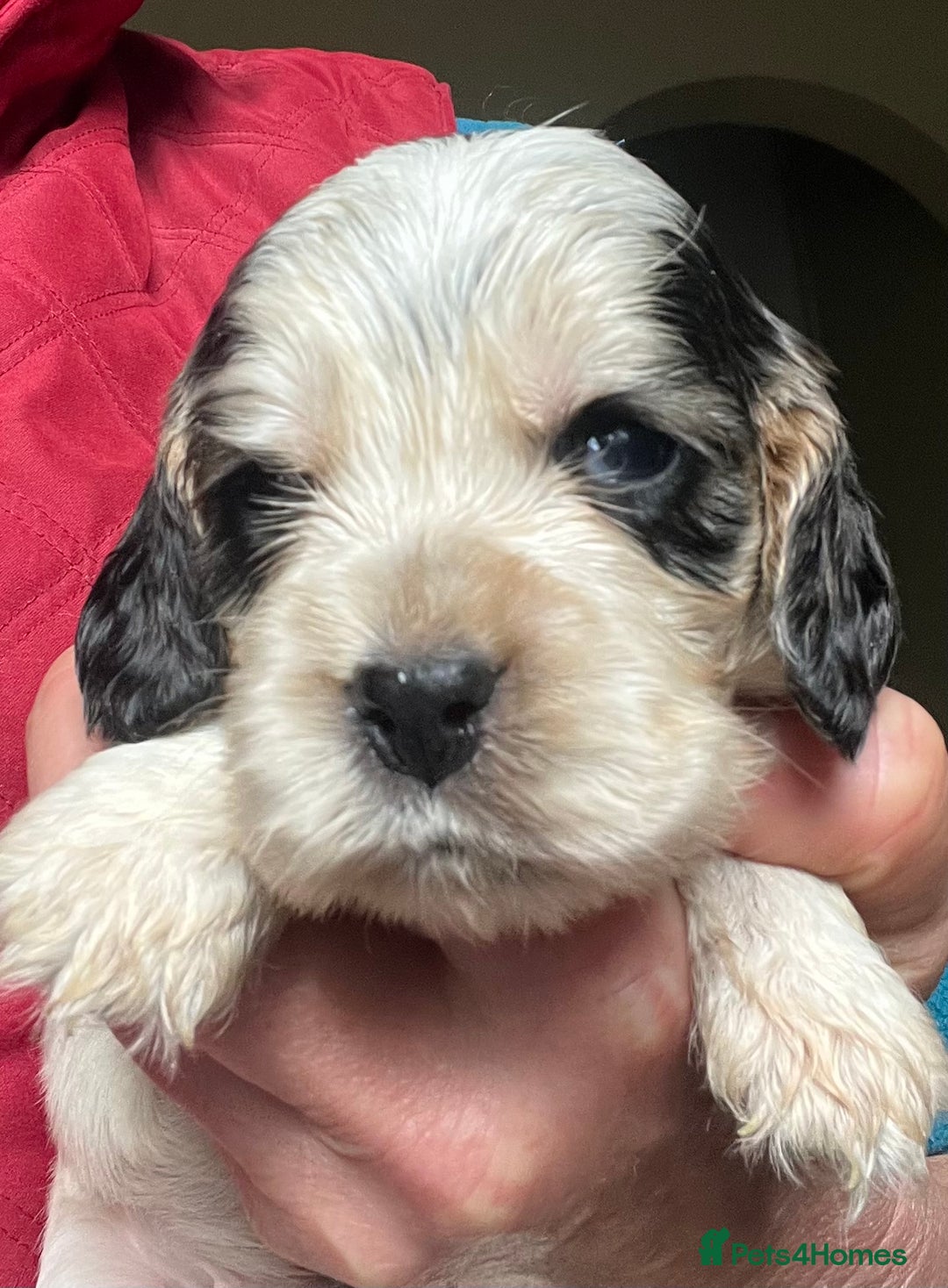 Cocker Spaniel dogs for sale: KC health tested hip scored Sable Roan Show Cocker - Image 11