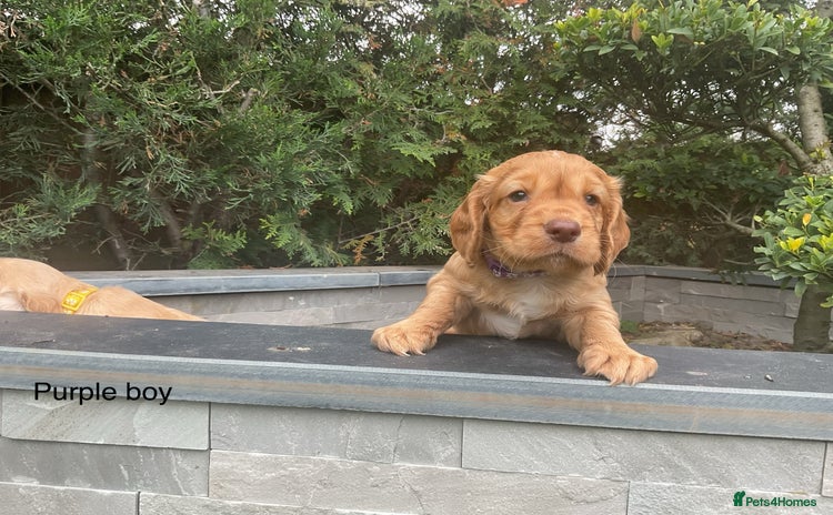 Cocker Spaniel dogs - Advert 3