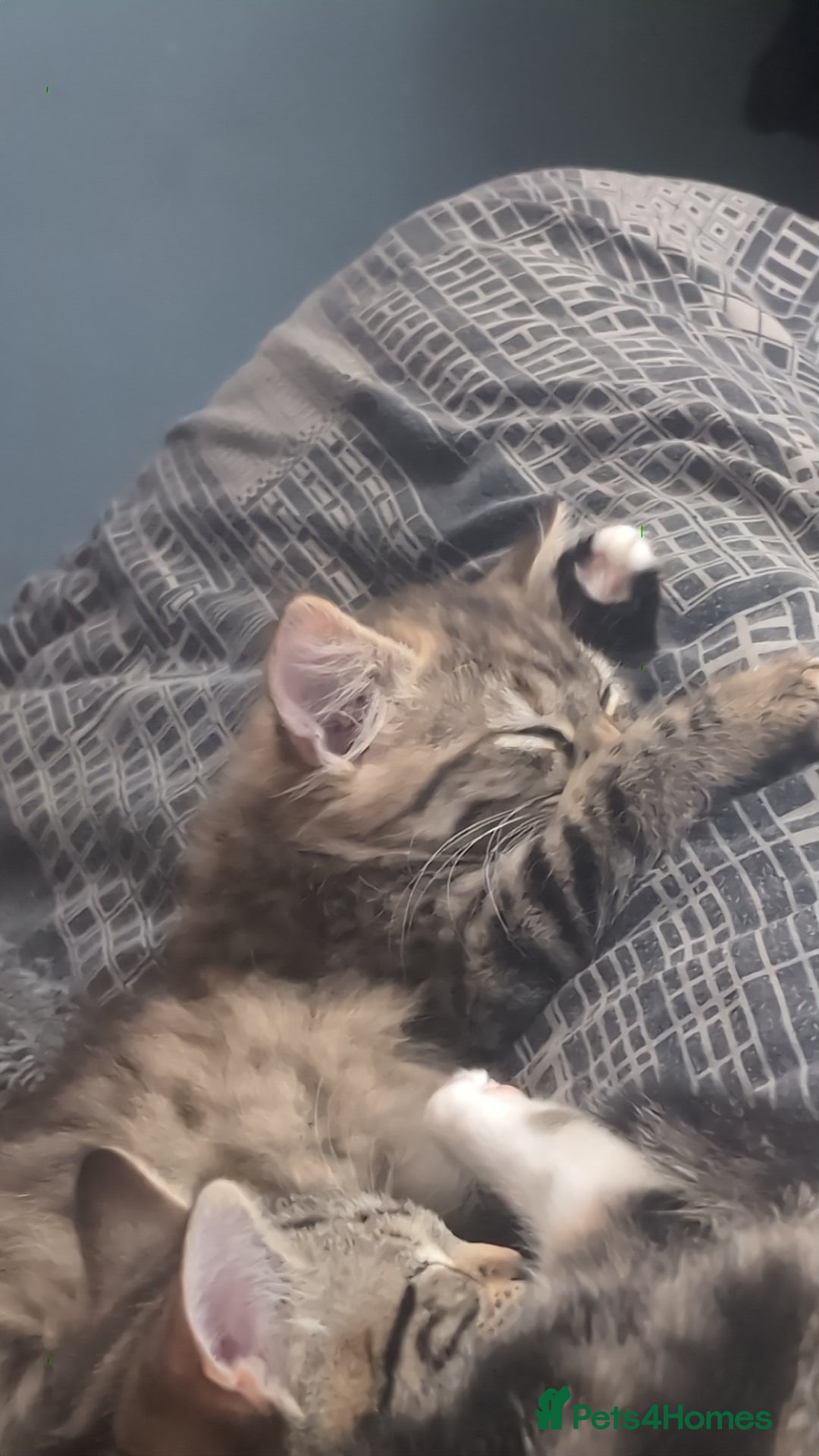 Mixed Breed cats for sale: Mixed bread female kittens  - Image 10