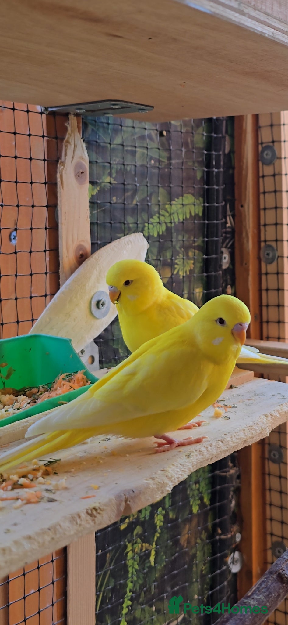Budgerigars birds for sale: Young Budgies: Semi-tamed Lutino & Albino for sale - Advert 1