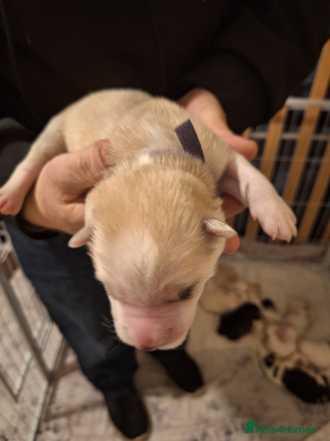 Siberian Husky dogs for sale: 7 SIBERIAN HUSKYS, 4 BOYS, 3 GIRLS - Advert 21