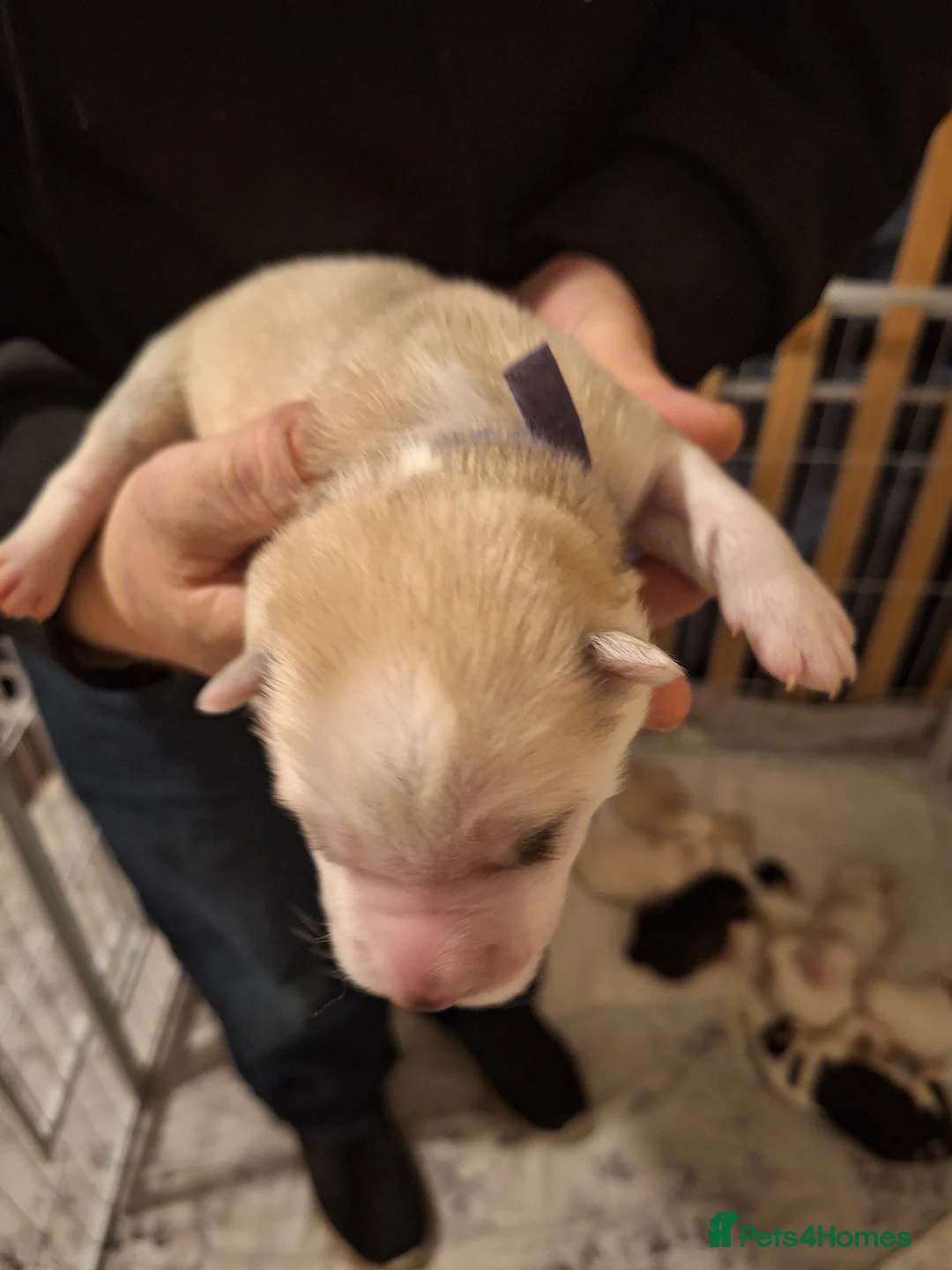 Siberian Husky dogs for sale: 1 SIB HUSKY GIRL LEFT CAN LEAVE 12/02/26 - Advert 12