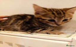 Bengal cats for sale: Cat kitten  - Image 5