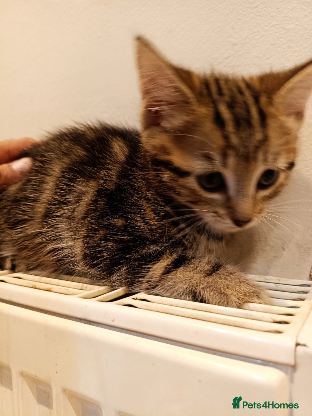Bengal cats for sale: Cat kitten  - Image 5