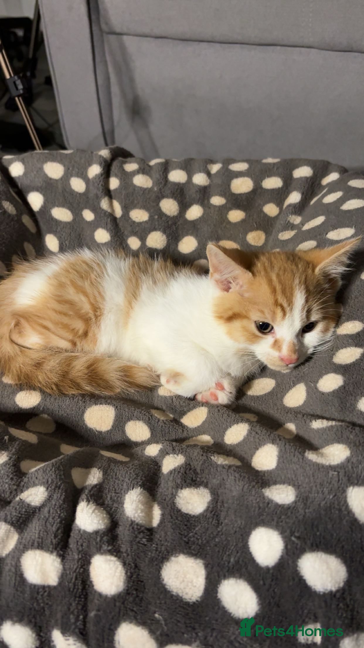 Mixed Breed cats X3 beautiful ginger kittens - ready to leave - Advert 6