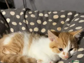 Mixed Breed cats X3 beautiful ginger kittens - ready to leave - Advert 6