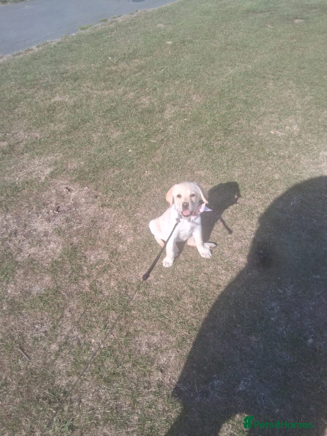 Labrador Retriever dogs for sale: 14 week labador  - Image 2