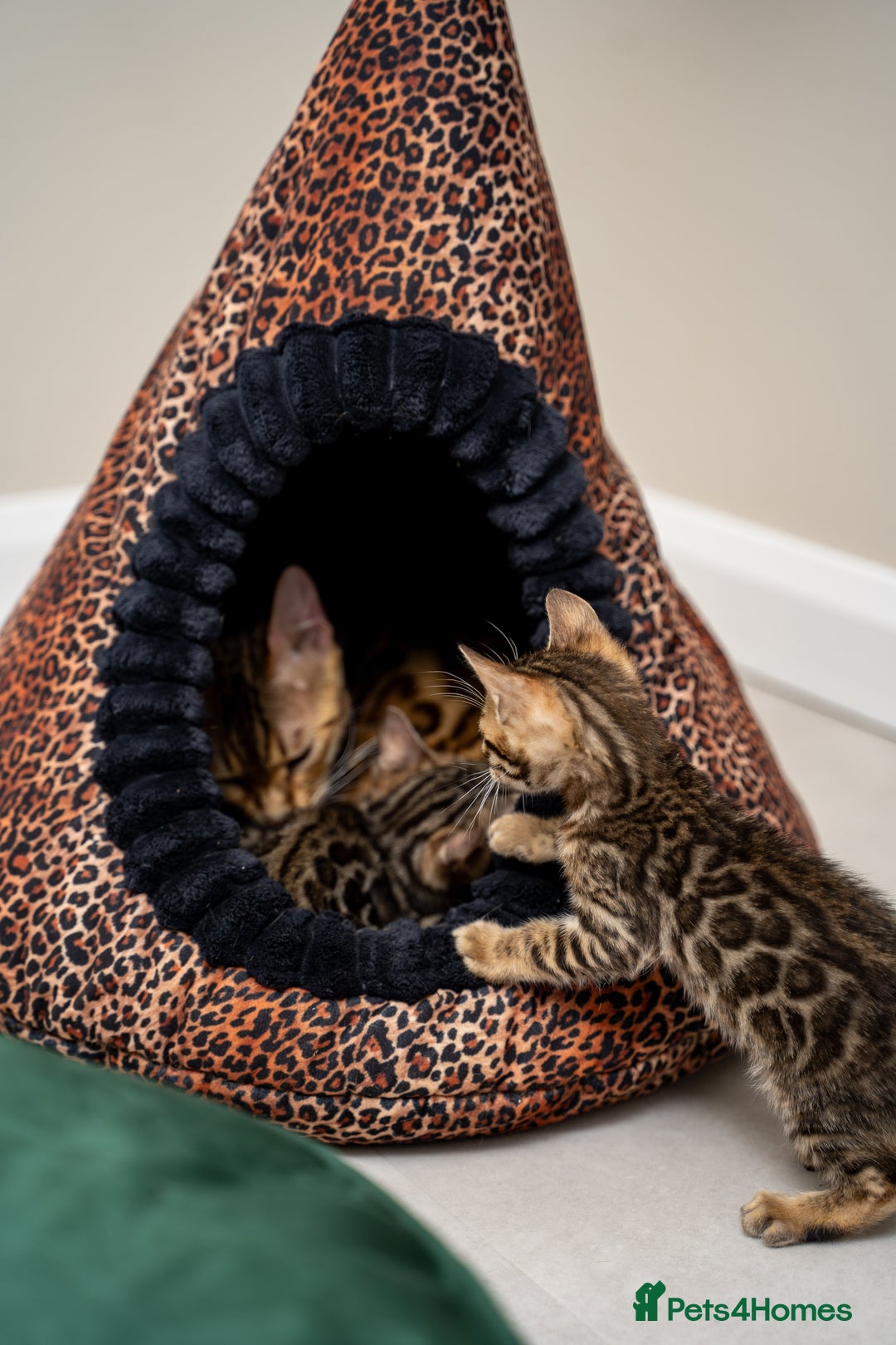 Bengal cats for sale: TICA-Certified Bengal Kittens, Show Quality - Image 33