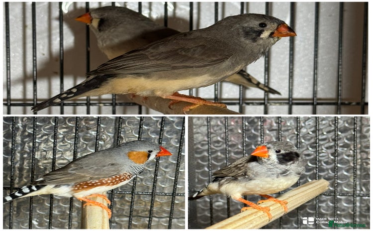 Finches birds - Advert 1