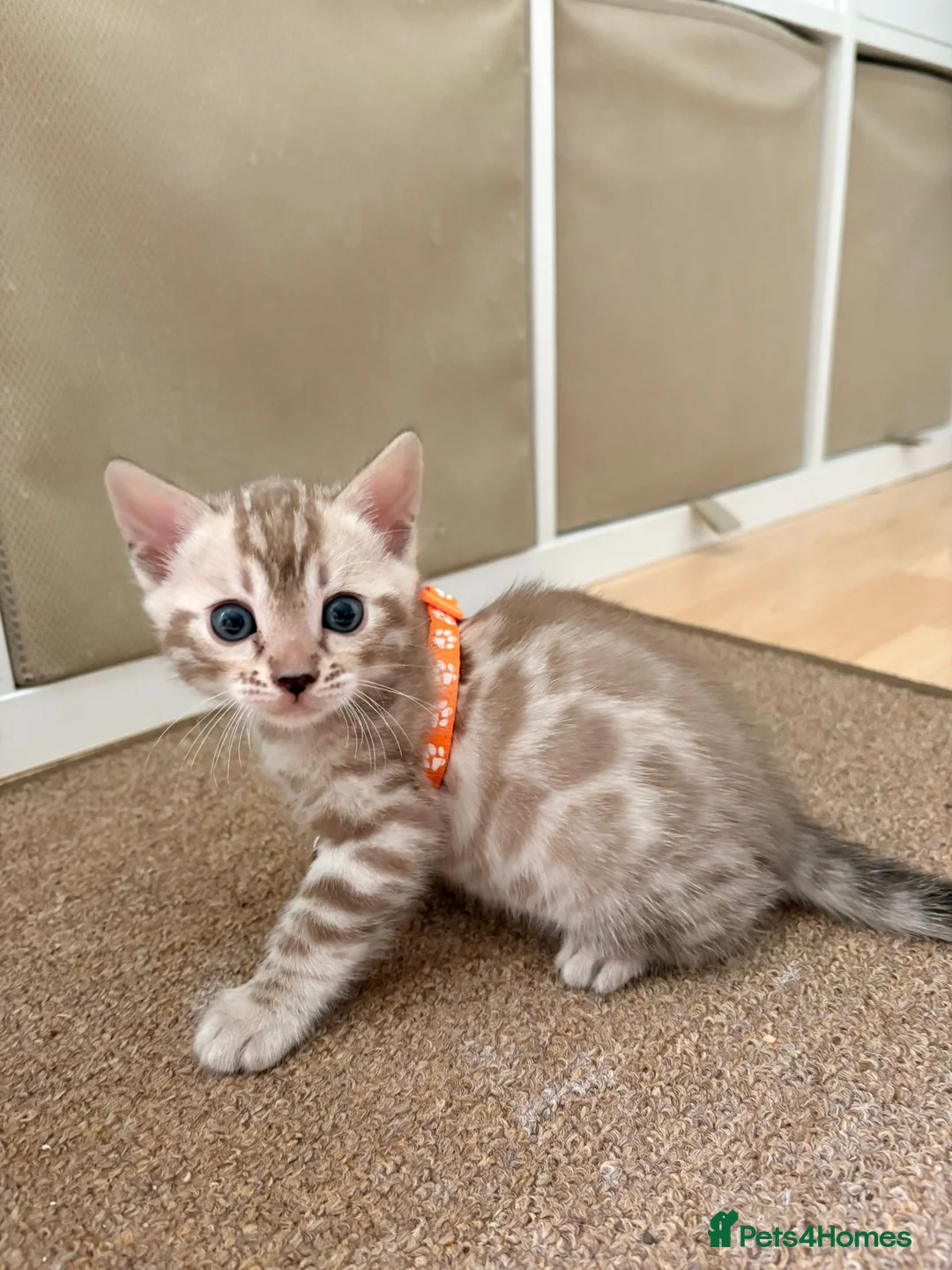 Bengal cats for sale: Beautiful TICA Bengal Kittens  - Advert 2