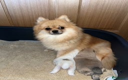 Pomeranian dogs for sale: Kc Registered Pomeranian Pups - Image 29