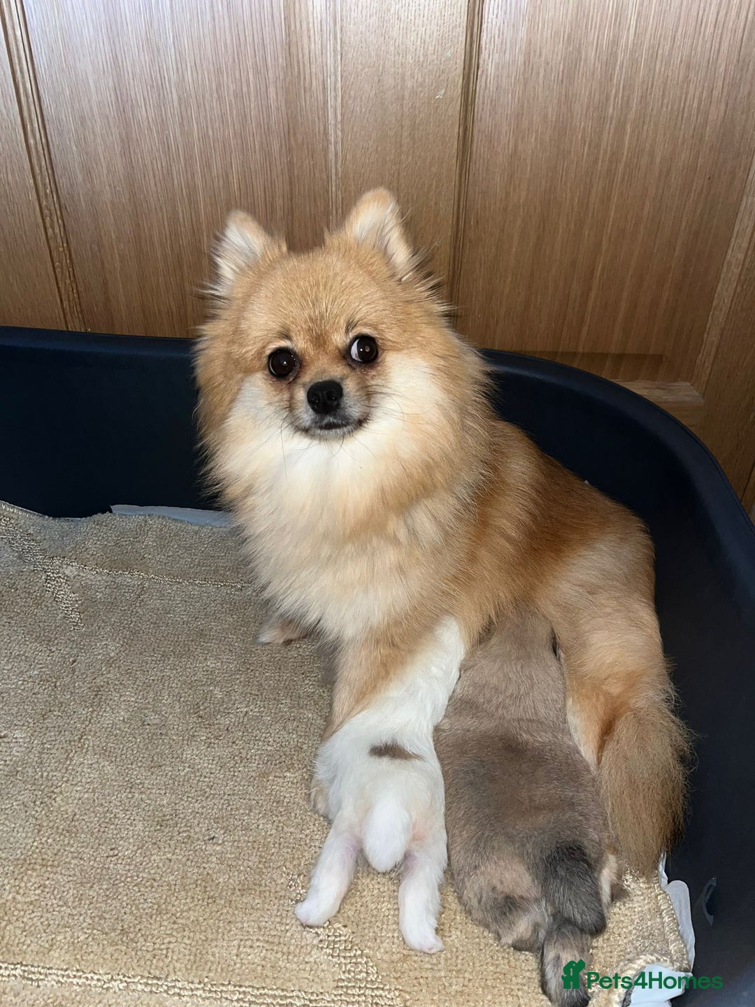 Pomeranian dogs for sale: Kc Registered Pomeranian Pups - Image 29