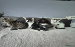 Mixed Breed cats for sale: Sweet kittens - Image 1