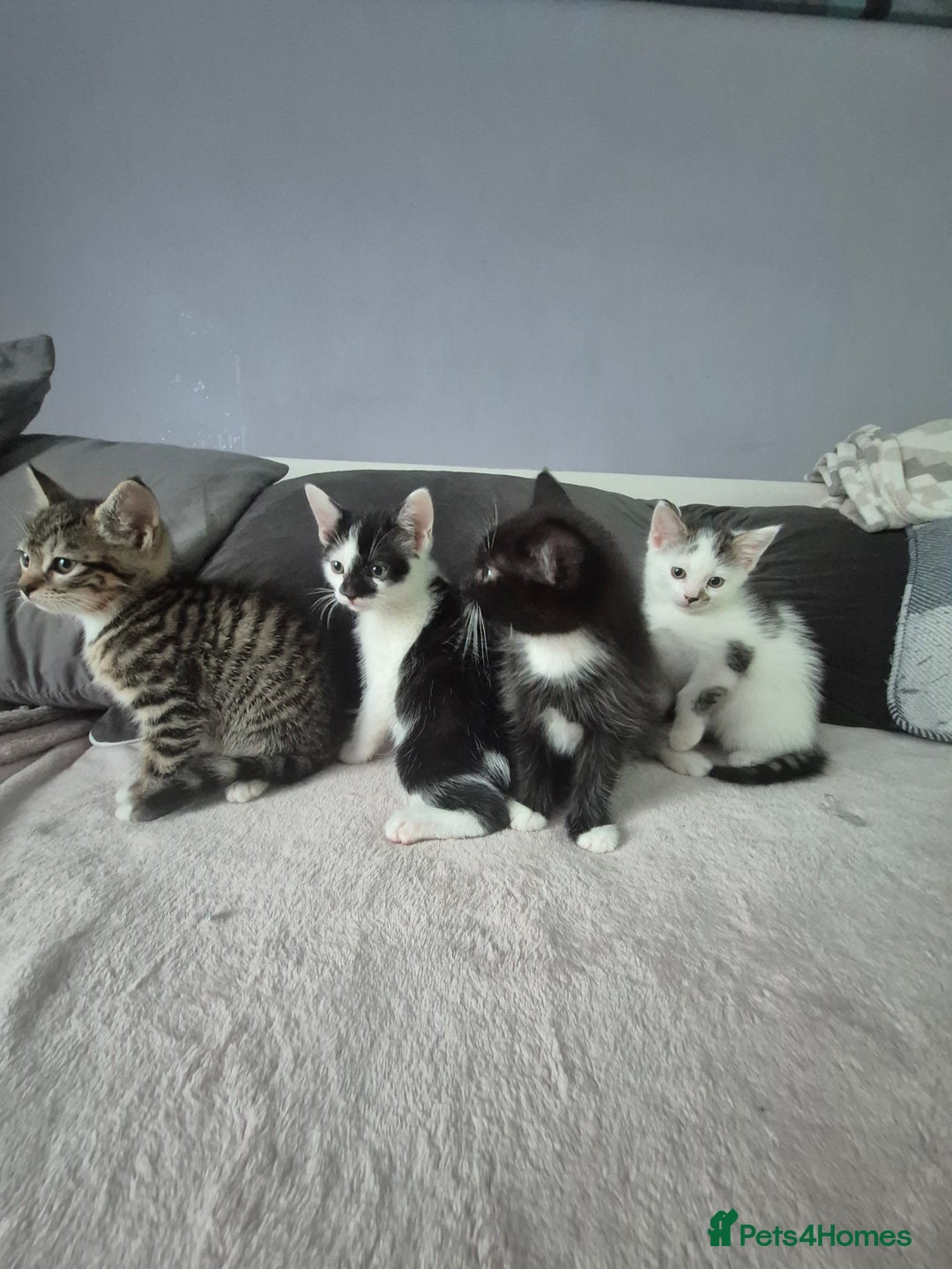 Mixed Breed cats for sale: Sweet kittens - Image 1