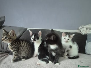 Mixed Breed cats for sale - Advert 1