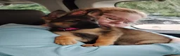 German Shepherd dogs for sale: Straightback German shepherd  - Advert 5