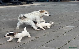 Jack Russell dogs for sale: rough coated Jack Russell  - Image 12