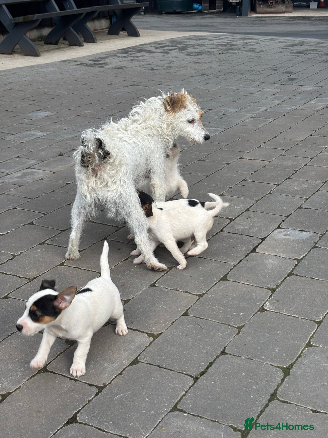 Jack Russell dogs for sale: rough coated Jack Russell  - Image 12