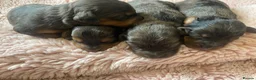 Cockapoo dogs for sale: 5 Miniture Cockerpoo pups  - Advert 2