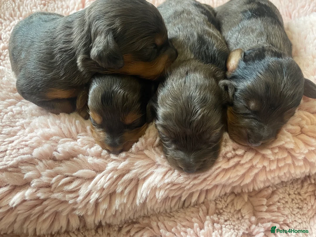 Cockapoo dogs for sale: 5 Miniture Cockerpoo pups  - Advert 2