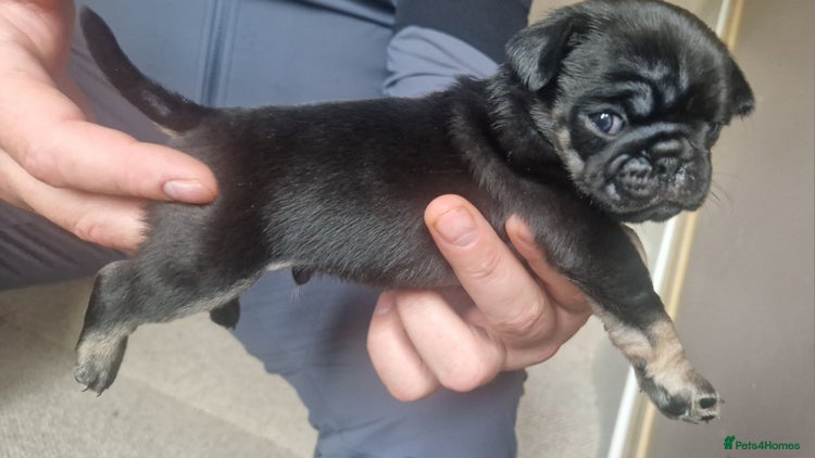 Pug dogs RARE Pug puppies - Advert 11