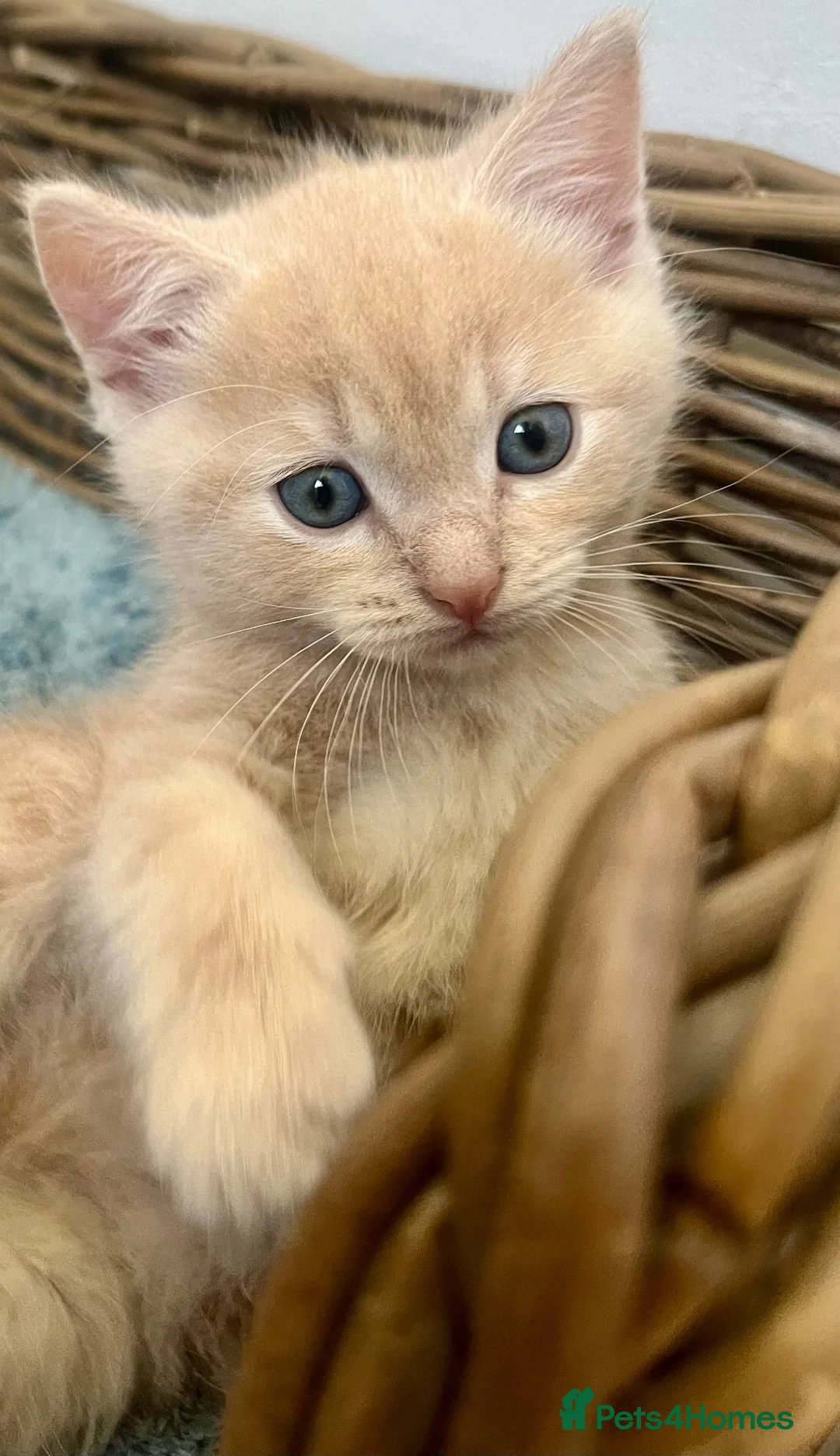 Ragdoll cats for sale: Ragdoll x British short hair ginger boy kitten  - Advert 2