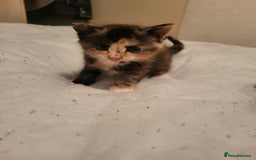 Domestic Shorthair cats for sale: KITTENS FOR ADOPTION 0£ - Image 4