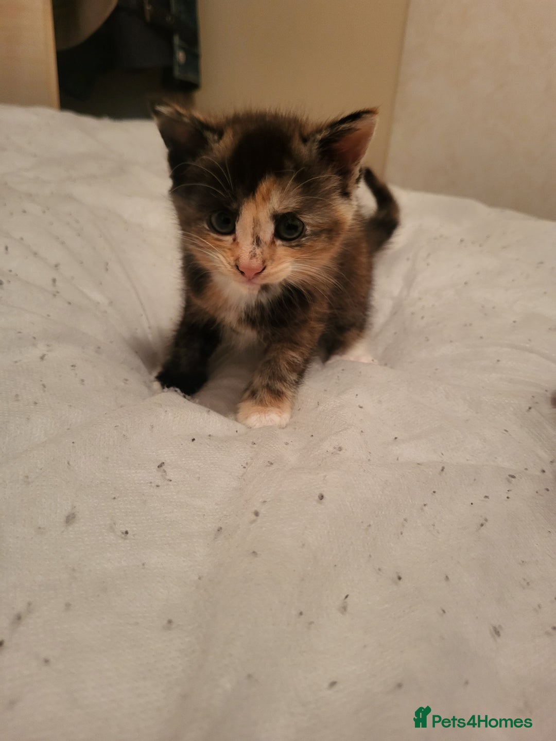 Domestic Shorthair cats for sale: KITTENS FOR ADOPTION 0£ - Image 4