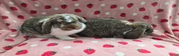 German Lop rabbits for sale: Pure German Lop 2 Bucks ☆silly tame - Advert 10