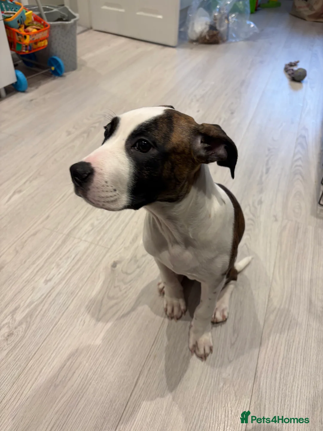 American Bull Staffy dogs for sale: Staffy cross American bull  - Advert 2