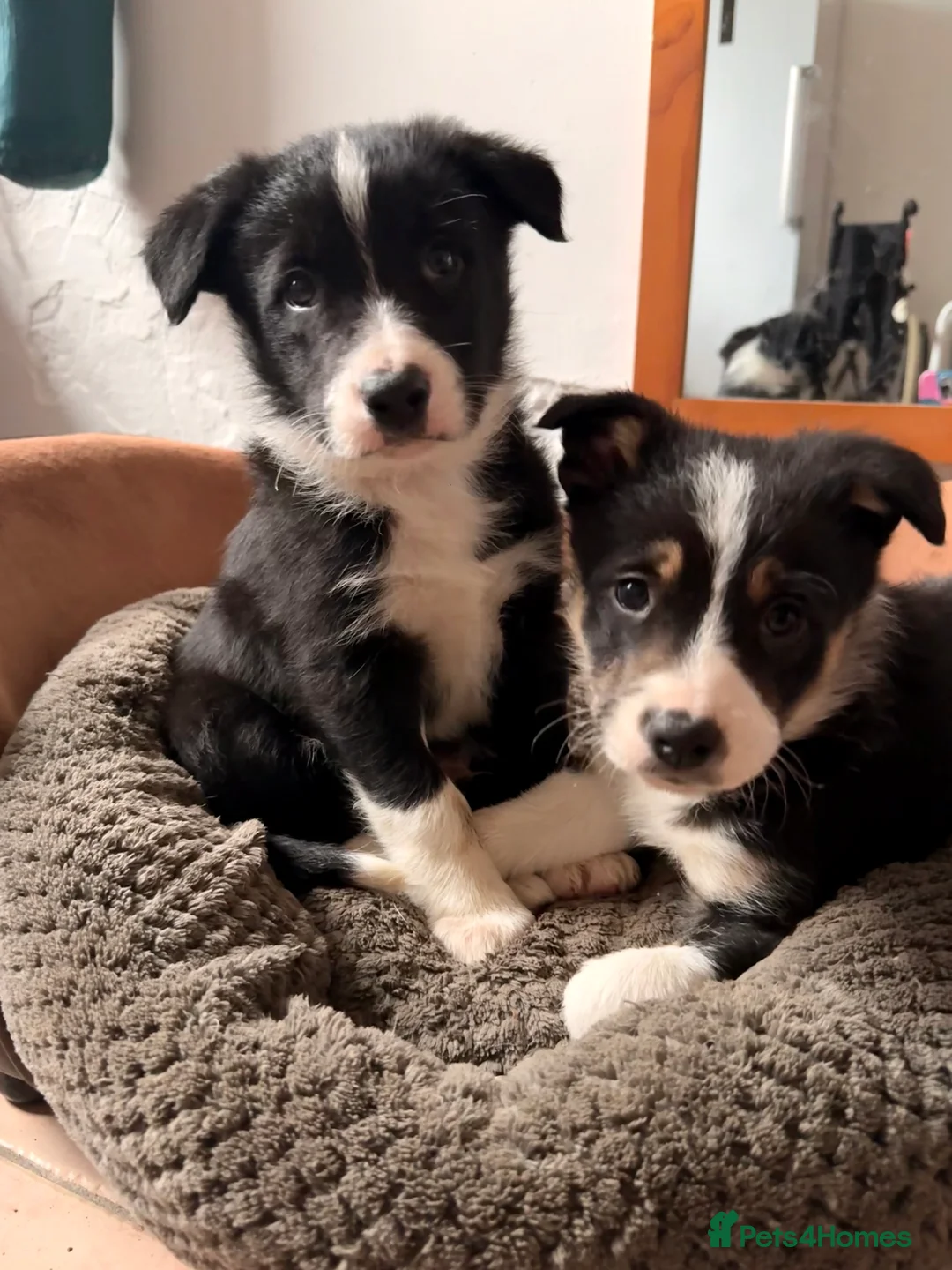 Border Collie dogs for sale: Gorgeous border collie puppies for sale  - Advert 15