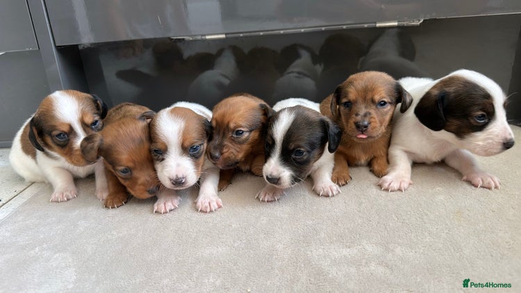 Jack Russell dogs - Advert 3