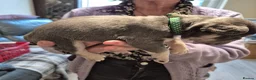 French Bulldog dogs for sale: Male&Female Puppies - Advert 8