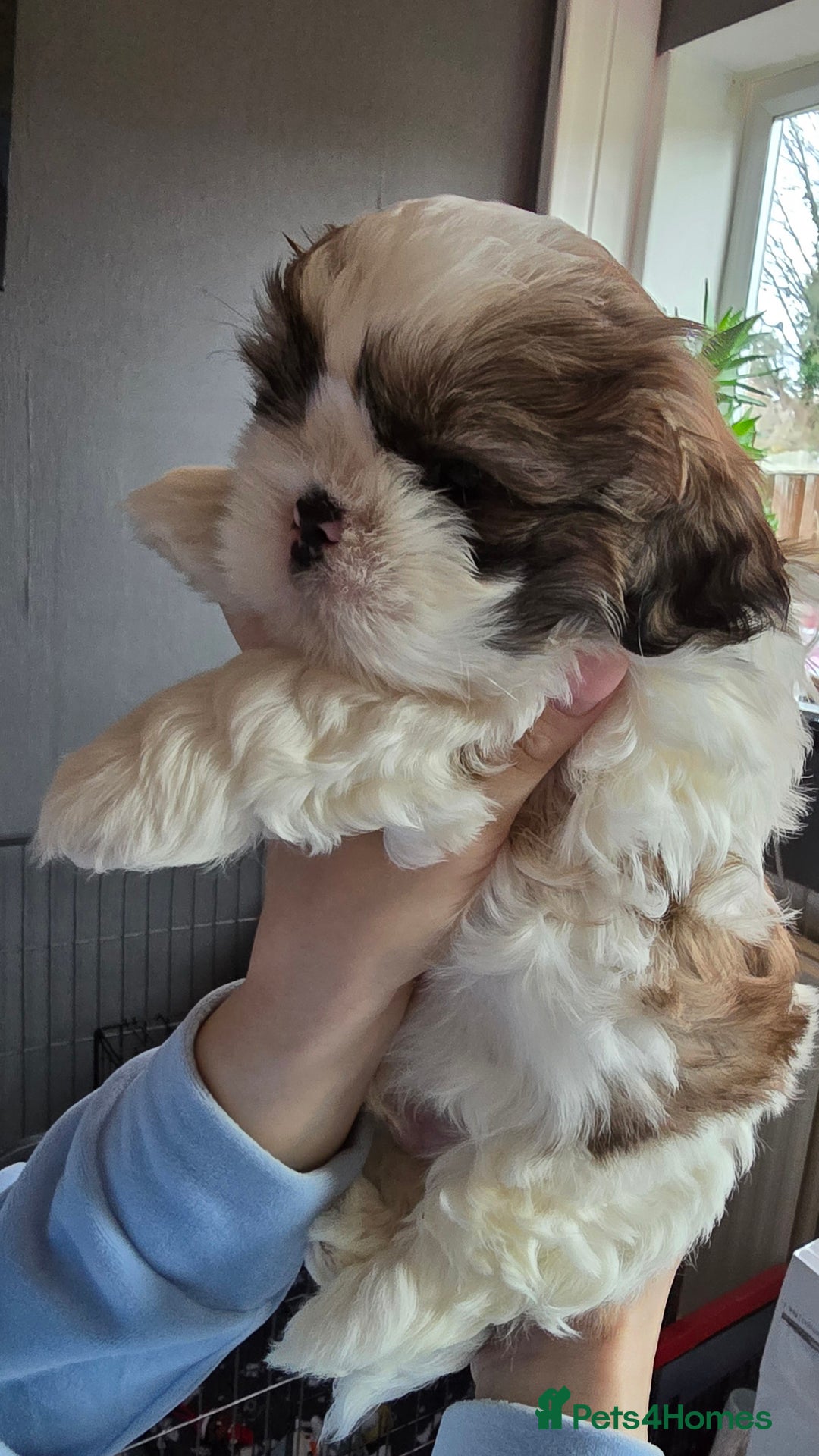 Shih Tzu dogs for sale: Shih Tzu Male puppy for sale - Advert 7