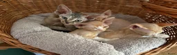 Devon Rex cats for sale: Stunning male Devon Pet or GCCF active considered - Advert 6