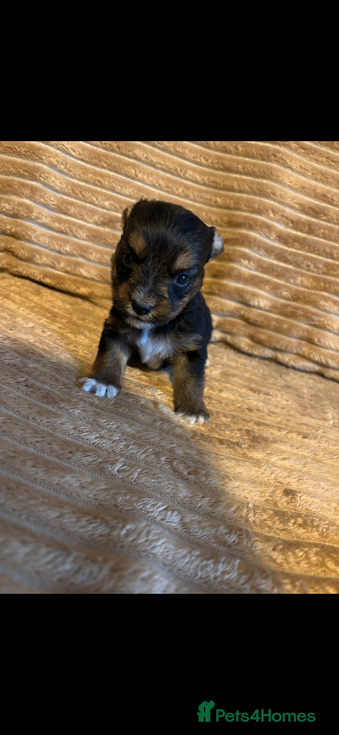 Yorkshire Terrier dogs for sale: Yorkshire terrier boy puppy  - Advert 4