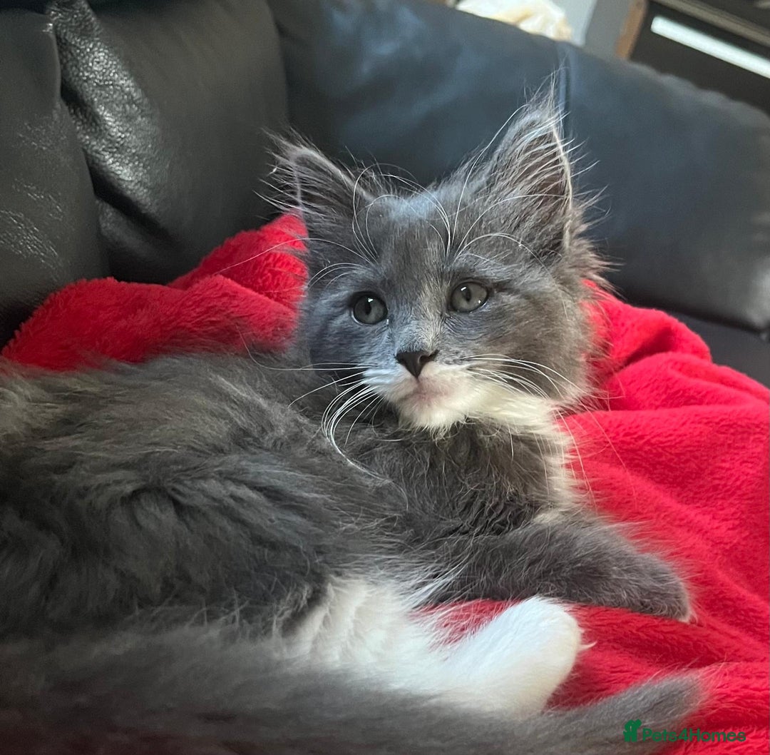 RagaMuffin cats for sale: RagaMuffin Cat For Sale - Advert 5