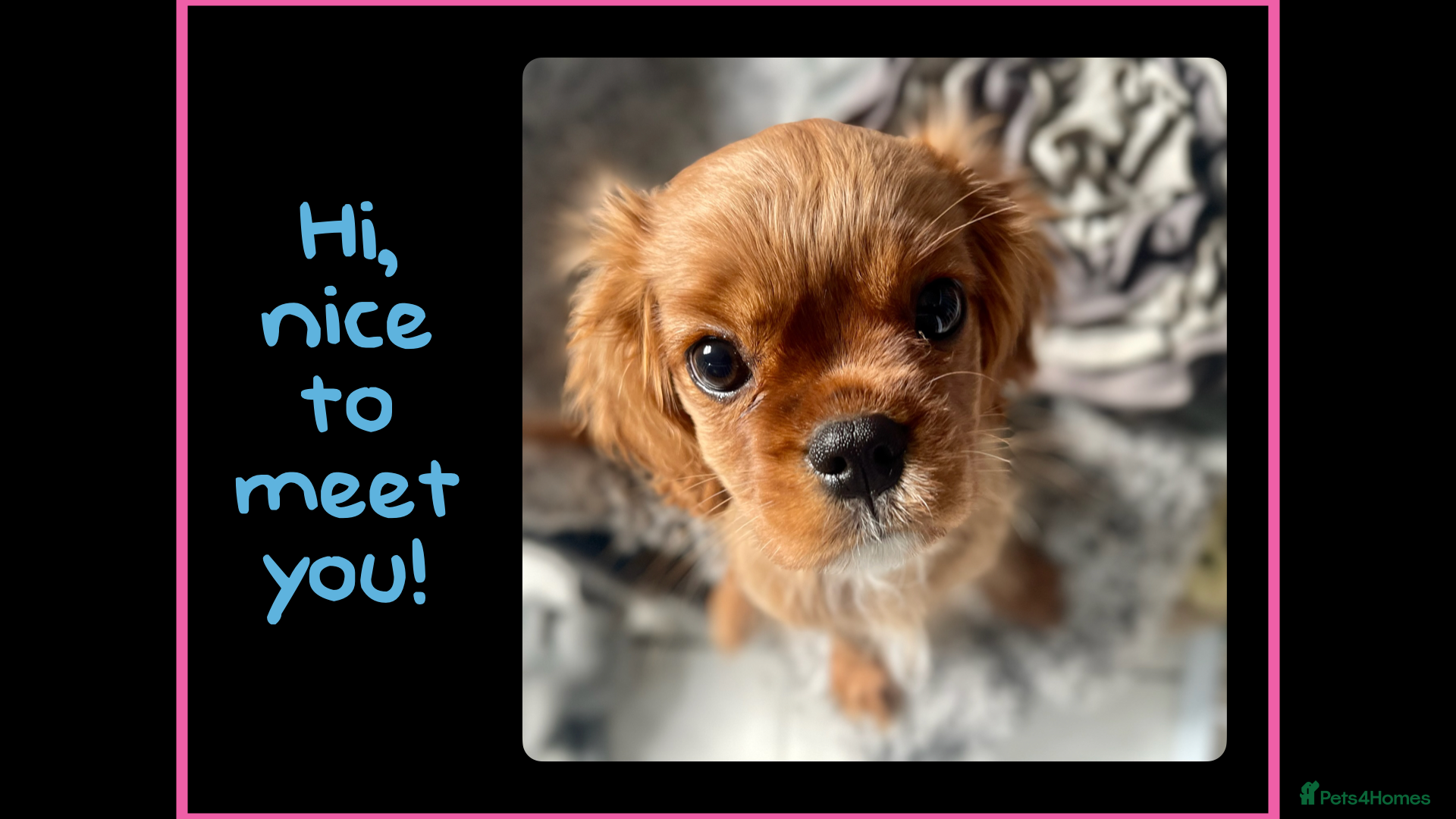 Cavalier King Charles Spaniel dogs Stunning Cavalier King Charles Spaniel Puppies - Advert 5