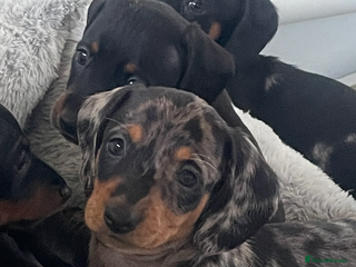 Dachshund dogs Beautiful Litter Standard Smooth Dachshunds - Advert 12