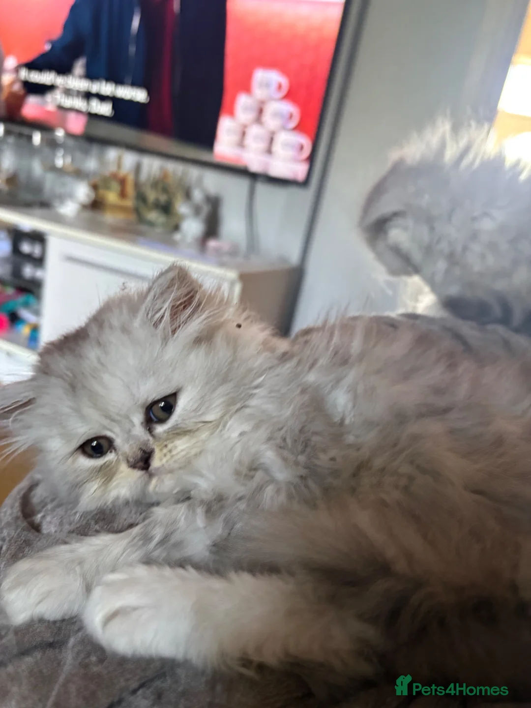 Persian cats for sale: Persian kittens  - Advert 1