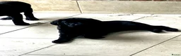 Labrador Retriever dogs for sale: Ready now KC reg’d   Quality  - Advert 1