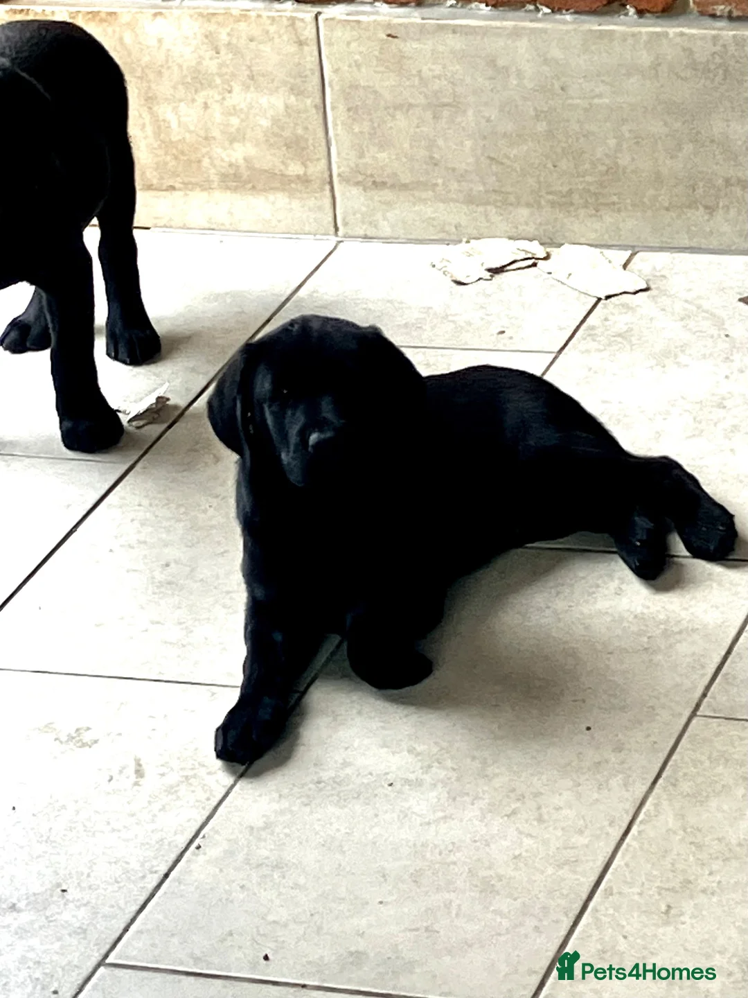 Labrador Retriever dogs for sale: Ready now KC reg’d   Quality  - Advert 1